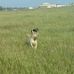 yago ( bull dog frances) y su hermana Lola( labrador)